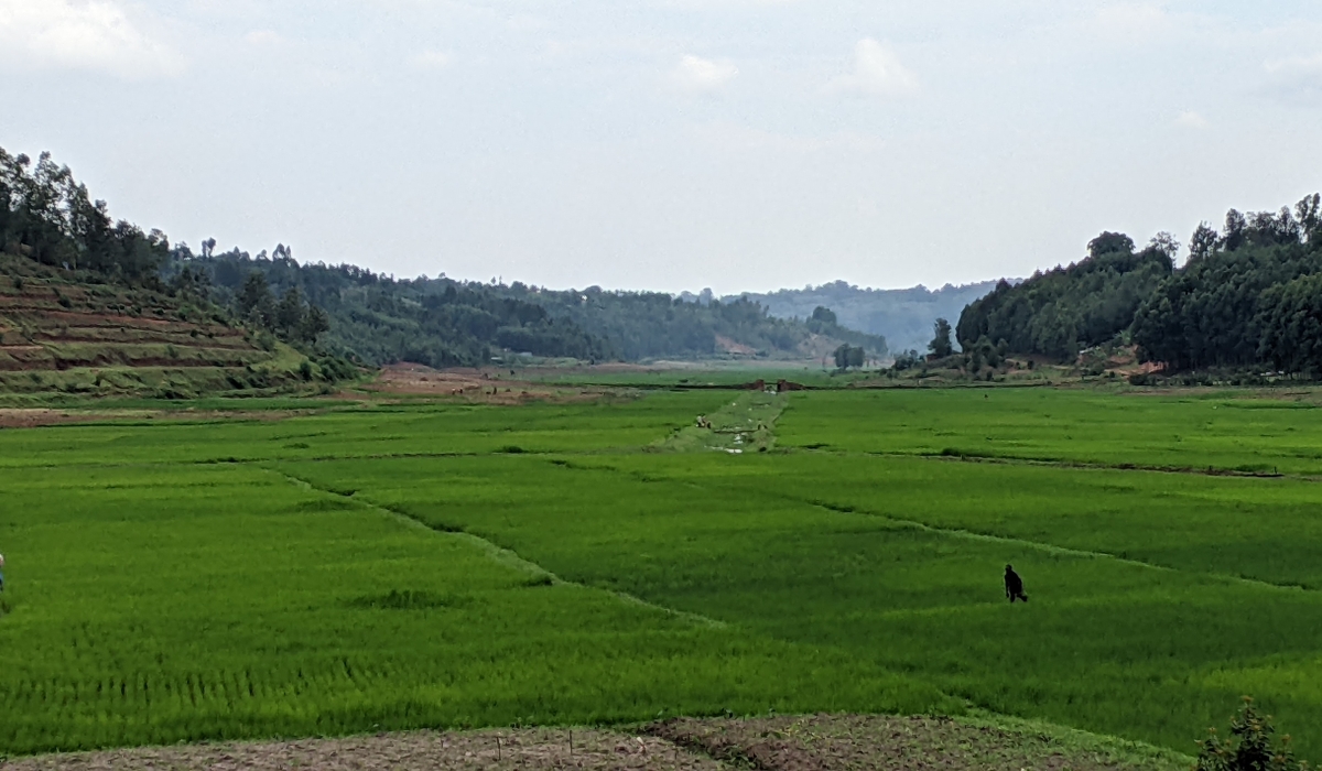 A view of a rice plantation in Huye District. Photos by Germain Nsanzimana