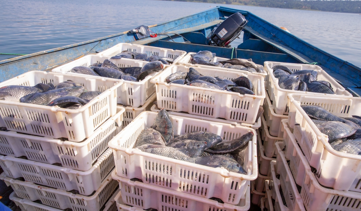 Fish production has slightly increased from 46,495 tonnes in 2023 to 48,133 tonnes in 2024. File