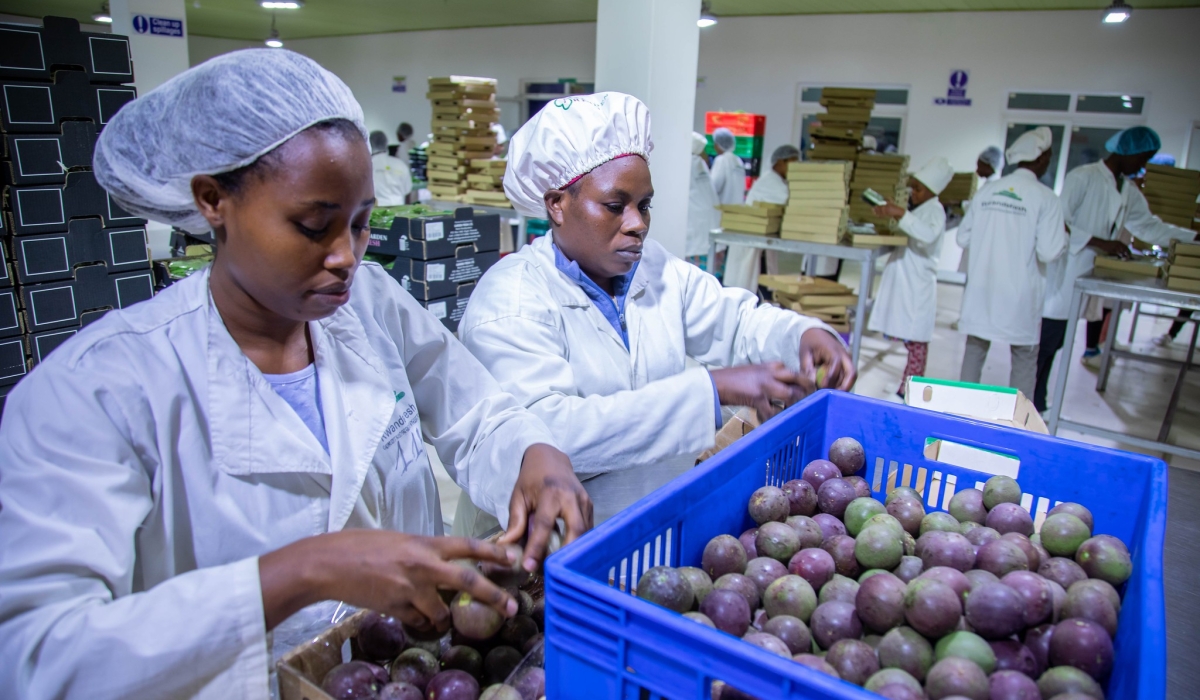 Workers pack fresh fruits for export at NAEB warehouse in Kigali. Rwanda’s fruit exports grew by nearly 61 per cent to $30.6 million in 2023-2024. File