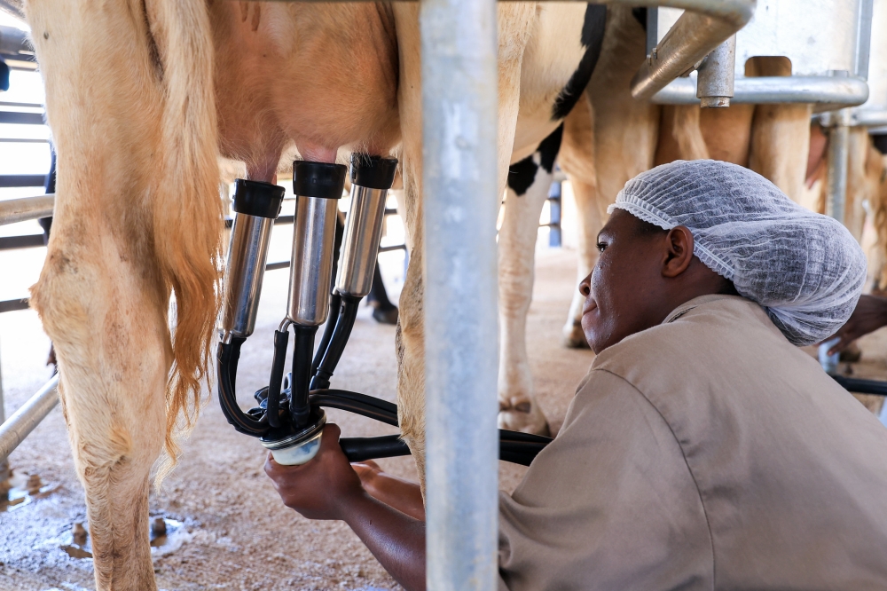 According to the Ministry of Agriculture’s report, in 2023-2024, Rwanda achieved an annual milk production of one million tonnes, representing 85.7 per cent of the target. Olivier Mugwiza