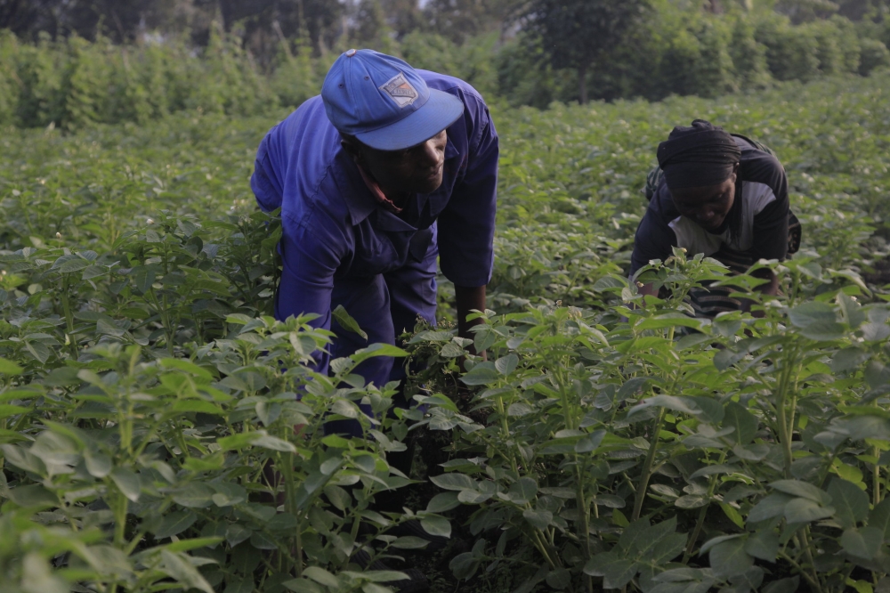 Farmers work in a sweet potato plantation in Muko Sector in Musanze. Sam Ngendahimana