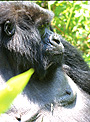 Mountain Gorilla.