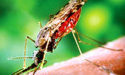 Anopheles mosquito.