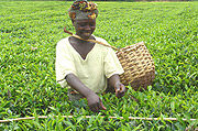 Rwanda is inconsistent in providing the quality and quantity desired by buyers. (File photo).