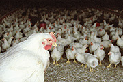 Broilers. Each chick in Rwanda is retailed at Frw1,500.