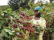 Wemen picking coffee berries. (File photos)