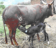 A hybrid calve feeding in Ngoma, East Province. (Courtesy Photo).