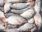 Oreochromis Niloticus, also known as Nile Tilapia that Rwanda plans to restock in her water bodies.