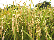 Upland rice plantation.