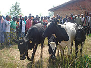 Muhanga residents admire the cows donated under the cattle stocking programme.(File photo)