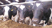 Fresian cows for dairy production.