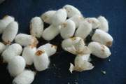 Silk cocoons at UTEXRWA (File Photo)