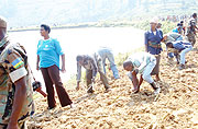 Residents of kabagari in Ruhango planting reeds during the launch of the clean up project on July 30, this year. (File photo) 