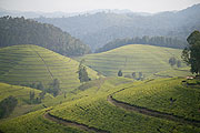 Kitabi Tea Estate ino Rwanda (File Photo)