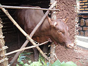 one of the cows distributed under the one-cow-per family program.