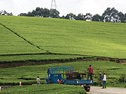 Some of Rwandau2019s tea estates (File Photo)