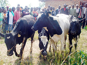 Muhanga residents admire the cows donated under the cattle stocking programme. 