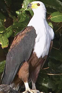 The African Fish Eagle in Akagera National Park (File Photo)