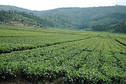  Tea estates. (File Photo)