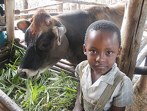 Livestock are lifting families out of poverty in rural Rwanda. (Photo by Bernard Pollack)