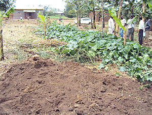 The banana garden where the remains were discovered. (Photo / D. Ngabonziza)