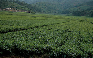 One of Rwandau2019s tea estates (File Photo)