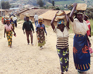 Residents of Kabaya sector in Ngororero District carry stones for the construction of classrooms during saturdayu2019s Umuganda. (Photo/ F. Kanyesigye)