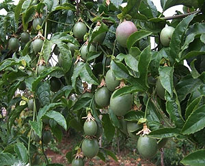 A Maracuja garden in Nyamagabe district, the crop has of recent been hit by a virus leading to massive losses by farmers. (Photo: P. Ntambara)