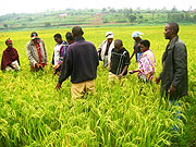 Farmers admire rippening rice. (Photo / S. Rwembeho)