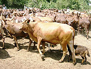 Cows on stand by to be given to families graze in a designated farm. (Photo / S. Rwembeho)