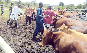 ISAE veterinary students carrying out vaccination of cattle in Rwimiyaga sector. (Photo / D. Ngabonziza)