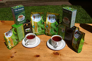 Green leaf production and tea exports set to increase this year.