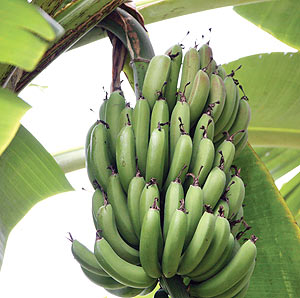 Matooke: One of the food crops grown in Rwanda. Officials say that Rwanda is food secure.