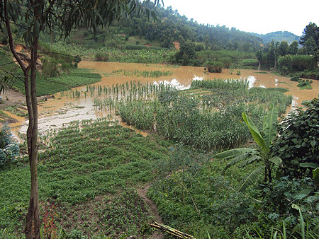 A maize plantation that was devastated by the rains in the Western Province. (Photo / R. Mugabe)