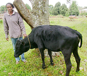 One of the beneficiaries of Shyorongi Sector admires a cow donated to her. (Photo:  A. Gahene)