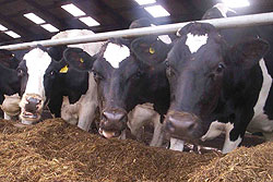 Some of the dairy cattle reared in Rwanda. (File photo) 