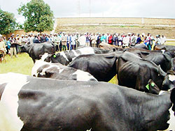 Local leaders admire cows donated to them at Gicumbi stadium. (Photo: A. Gahene)