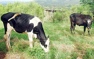 The Friesian cows that are mostly affected by Lumpy skin disease. (Photo: D. Ngabonziza)