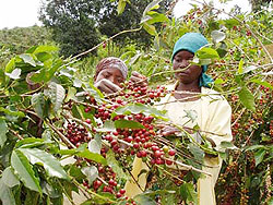 A coffee farmer in Kibuye (File Photo)