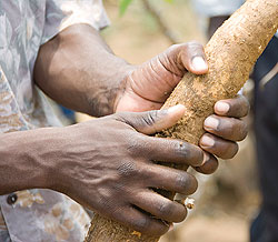 Cassava farmers in Kamonyi district to get processing plant.