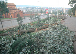 FELLED; trees along the City Centre-Peage road have been cut to pave way for the new lane (Photo F Goodman)