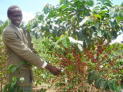 Rwanda projects coffee exports to rise in this year. (File photo) 