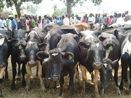 Some of the cows donated to the survivors (Photo S. Rwembeho)