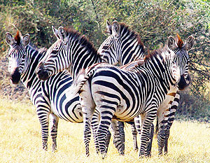 Lake Mburo Zebras