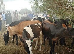 One cow per family ceremony in Kanombe Sector, Kicukiro District (File  Photo)