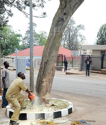 The felling of dangerous trees  kicked off in ernest yesterday (Photo T.Kisambira)