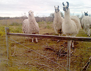 Llamas that the author mistook for sheep (Photo / G. Uwagiwabo)