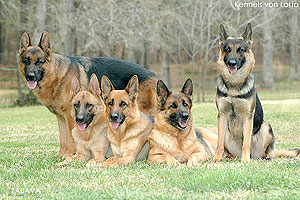 German Shepherds have canines.