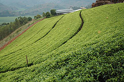 Tea plantation; National tea production slid in the last three months (file photo)