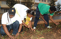 Kigali City Mayor Aisa Kirabo (R), Vice Mayor Jeanne d'Arc  Gakuba and Nyarugenge Mayor Theophila Nyirahonora Plant grass on Nyamirambo streets on Friday. (Photo T Kisambira)